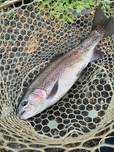 ニジマスの釣果