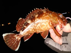 カサゴの釣果