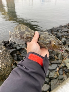 アイナメの釣果