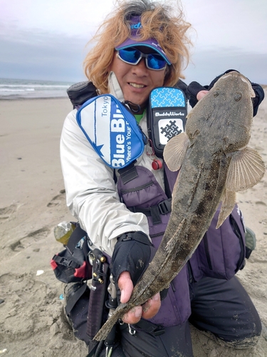 マゴチの釣果