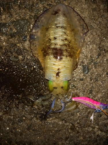 アオリイカの釣果