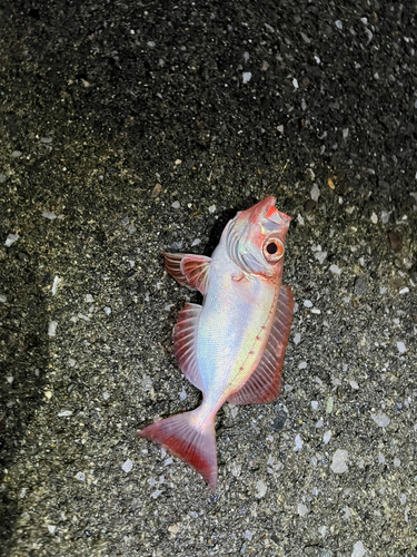 キントキダイの釣果