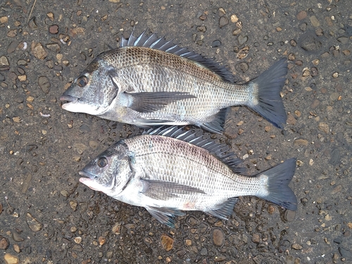 チヌの釣果