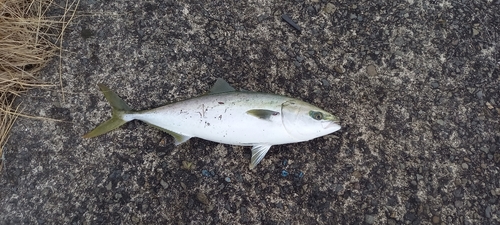 ハマチの釣果