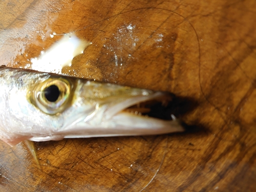 カマスの釣果