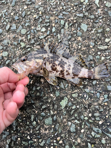 カサゴの釣果