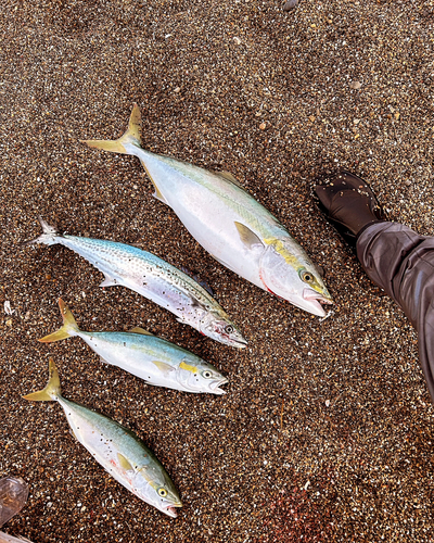 ワラサの釣果