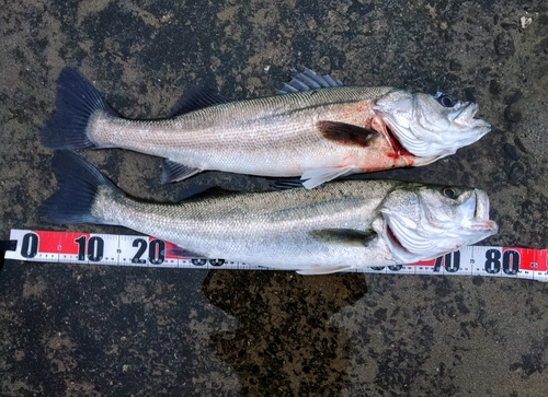 シーバスの釣果