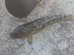 アゴハゼの釣果