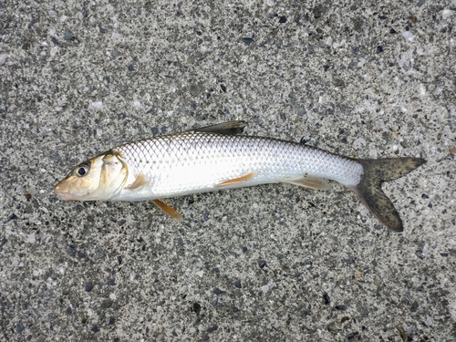 ニゴイの釣果