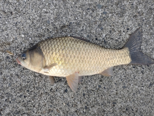 フナの釣果