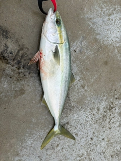 ハマチの釣果