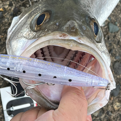 スズキの釣果