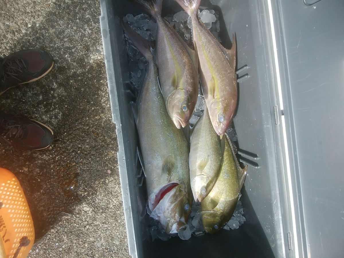 oceaninpact_yukawaさんの釣果 2枚目の画像