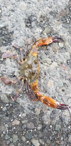 ワタリガニの釣果