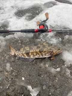 アイナメの釣果