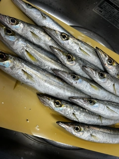 アカカマスの釣果