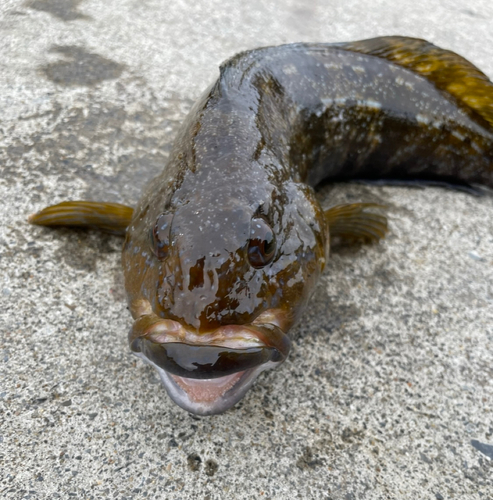 アイナメの釣果