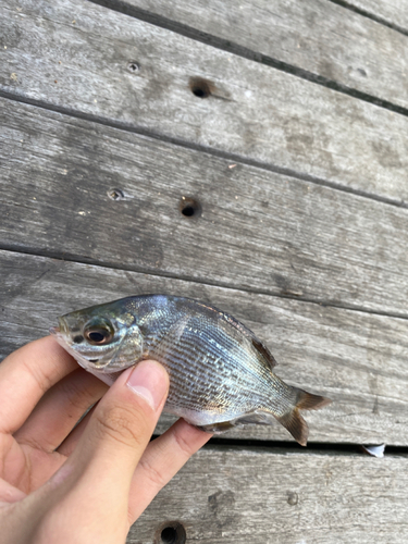 ウミタナゴの釣果