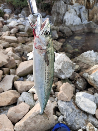 サゴシの釣果