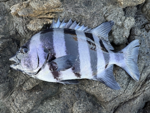 イシダイの釣果