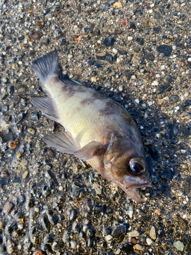 アカメバルの釣果