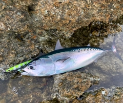 ソウダガツオの釣果