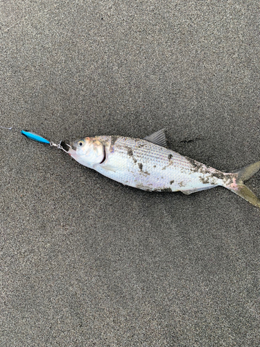 コノシロの釣果