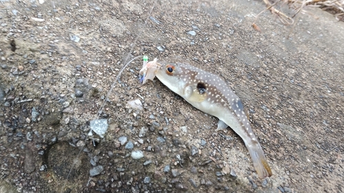 クサフグの釣果