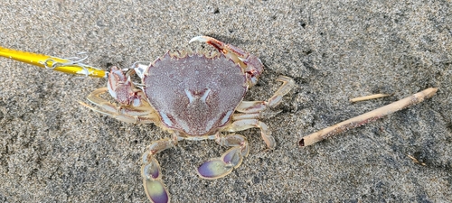 カニの釣果