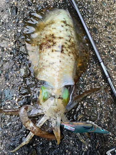 アオリイカの釣果