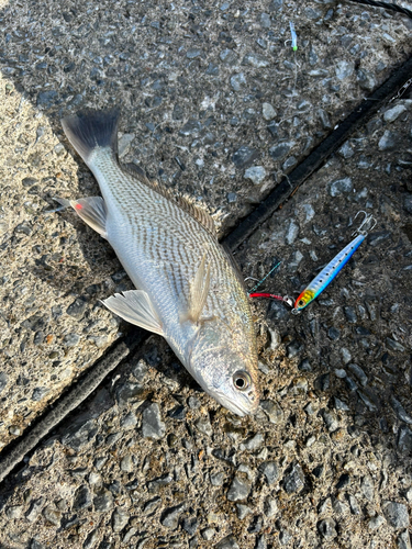 イシモチの釣果