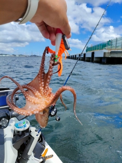 タコの釣果