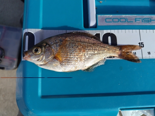 ウミタナゴの釣果