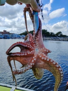 タコの釣果