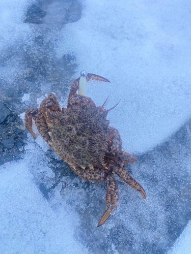 カニの釣果
