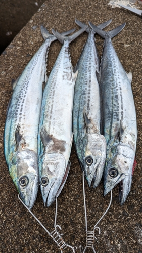 サゴシの釣果