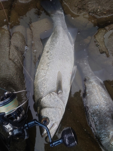 ヒラスズキの釣果