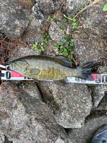 スモールマウスバスの釣果