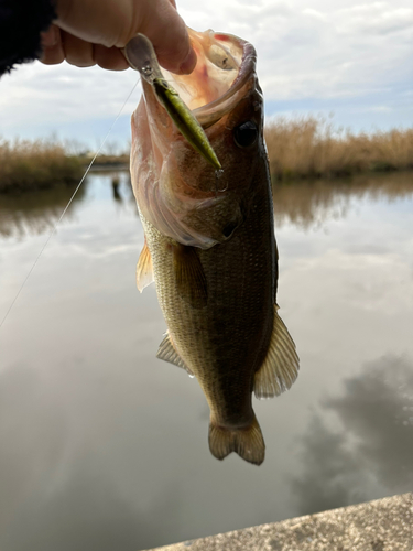 釣果