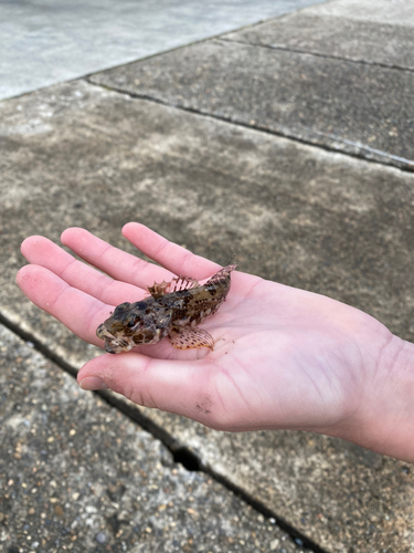 アナハゼの釣果