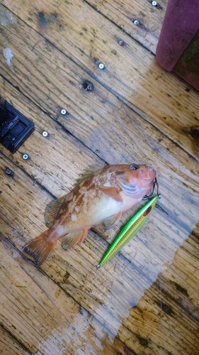 ヤナギノマイの釣果