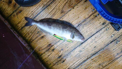 ホッケの釣果