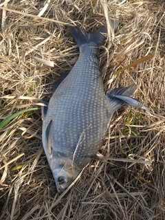 ダントウボウの釣果