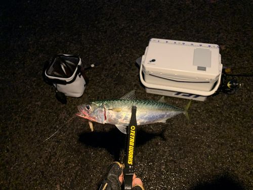 マアジの釣果