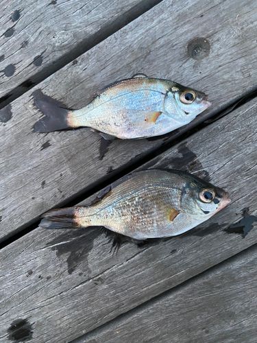 ウミタナゴの釣果