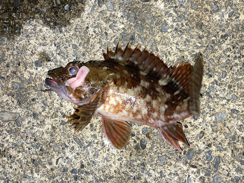 カサゴの釣果