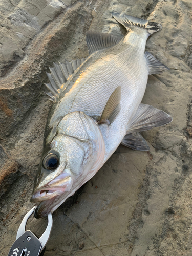 ヒラスズキの釣果