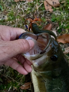 ラージマウスバスの釣果