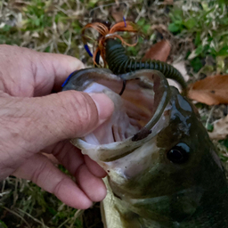 ともはるすけの釣果